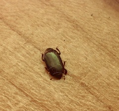 Platylomalus aequalis