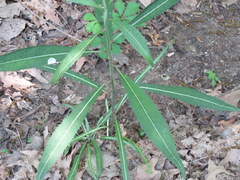 Vernonia flaccidifolia