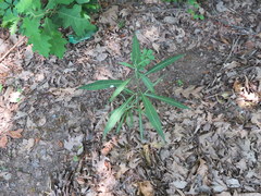 Vernonia flaccidifolia