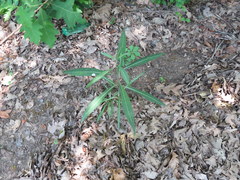 Vernonia flaccidifolia