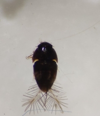 Ptiliidae