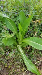 Dipsacus fullonum