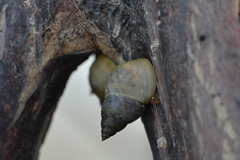 Littorinoidea