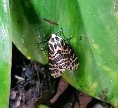 Hypercompe theophila