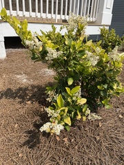 Ligustrum × vicaryi