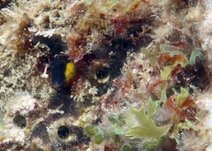 Microlipophrys canevae