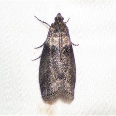Meroptera pravella