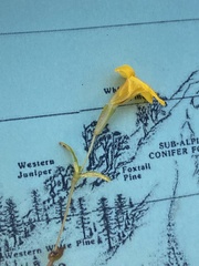 Erythranthe montioides