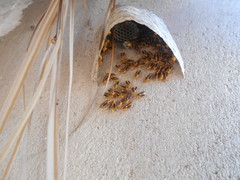 Parachartergus colobopterus