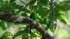 Psarisomus dalhousiae