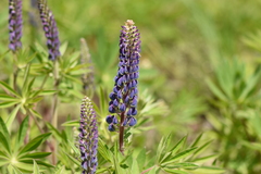 Lupinus polyphyllus pallidipes