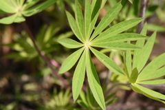 Lupinus polyphyllus pallidipes