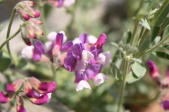 Lathyrus littoralis