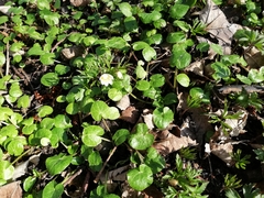 Anemonoides nemorosa