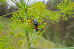 Heliotaurus ruficollis