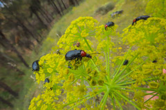 Heliotaurus ruficollis