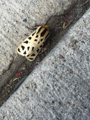 Apantesis arizoniensis