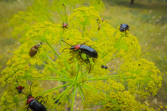 Heliotaurus ruficollis