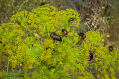 Heliotaurus ruficollis