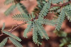 Prosopis