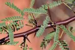 Prosopis
