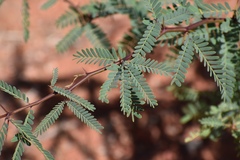 Prosopis