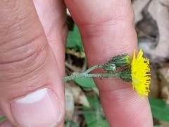 Pilosella flagellaris