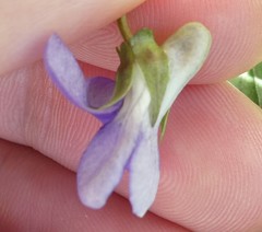 Viola riviniana