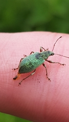 Phyllobius pomaceus