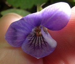 Viola riviniana