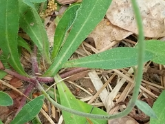 Pilosella flagellaris