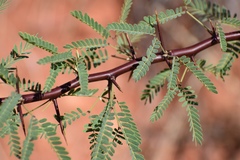 Prosopis
