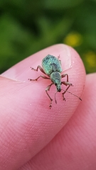 Phyllobius pomaceus