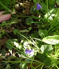 Viola riviniana