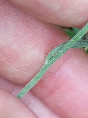 Pilosella flagellaris