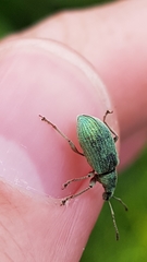 Phyllobius pomaceus