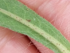 Pilosella flagellaris