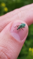 Phyllobius pomaceus