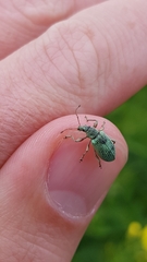 Phyllobius pomaceus