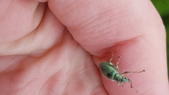 Phyllobius pomaceus