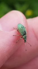 Phyllobius pomaceus