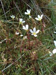 Saxifraga hypnoides