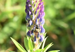 Volucella bombylans