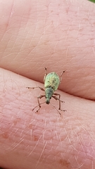 Phyllobius pomaceus