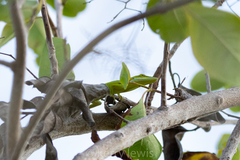Anolis maynardii