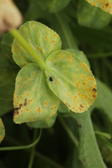 Melampsora helioscopiae