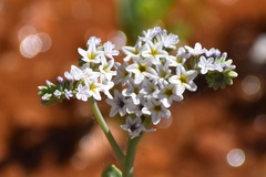 Heliotropium curassavicum