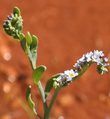 Heliotropium curassavicum