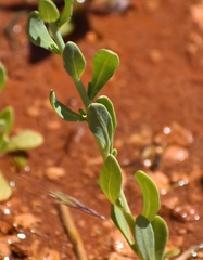 Heliotropium curassavicum