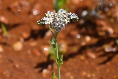 Heliotropium curassavicum